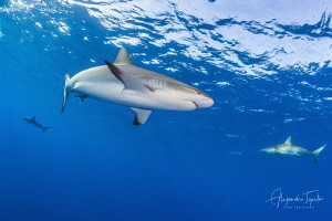 Reef Sharks in the Blue, Gardens of the Queen Cuba by Alejandro Topete 